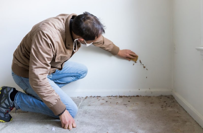 Get Your Home Mold Tested 